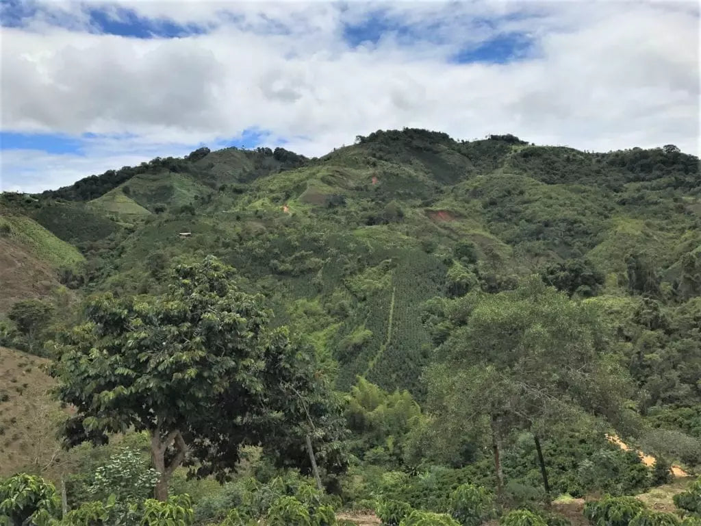 Colombia | Aromas Del Sur | Decaf