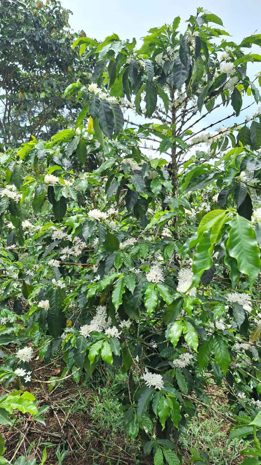 Cup Of Excellence Coffee For Sale: Honduras Geisha - Ranked #10 Best