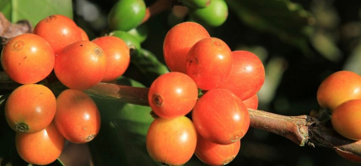 Bruselas Pink Bourbon | Colombia