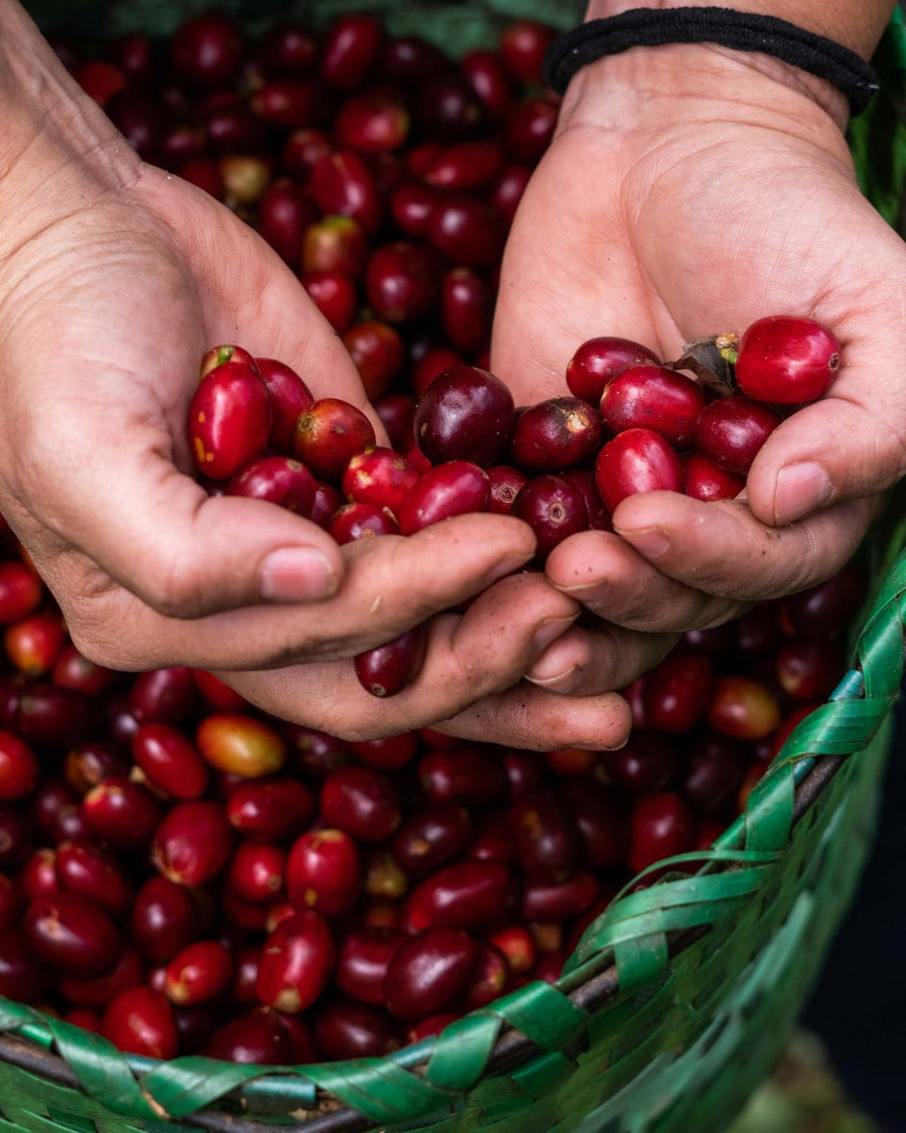 Honduran Parainema Coffee - 2-Pack