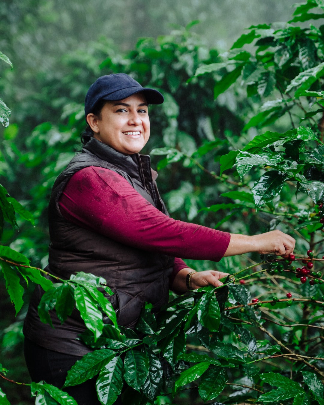 Honduran Parainema Coffee - 2-Pack