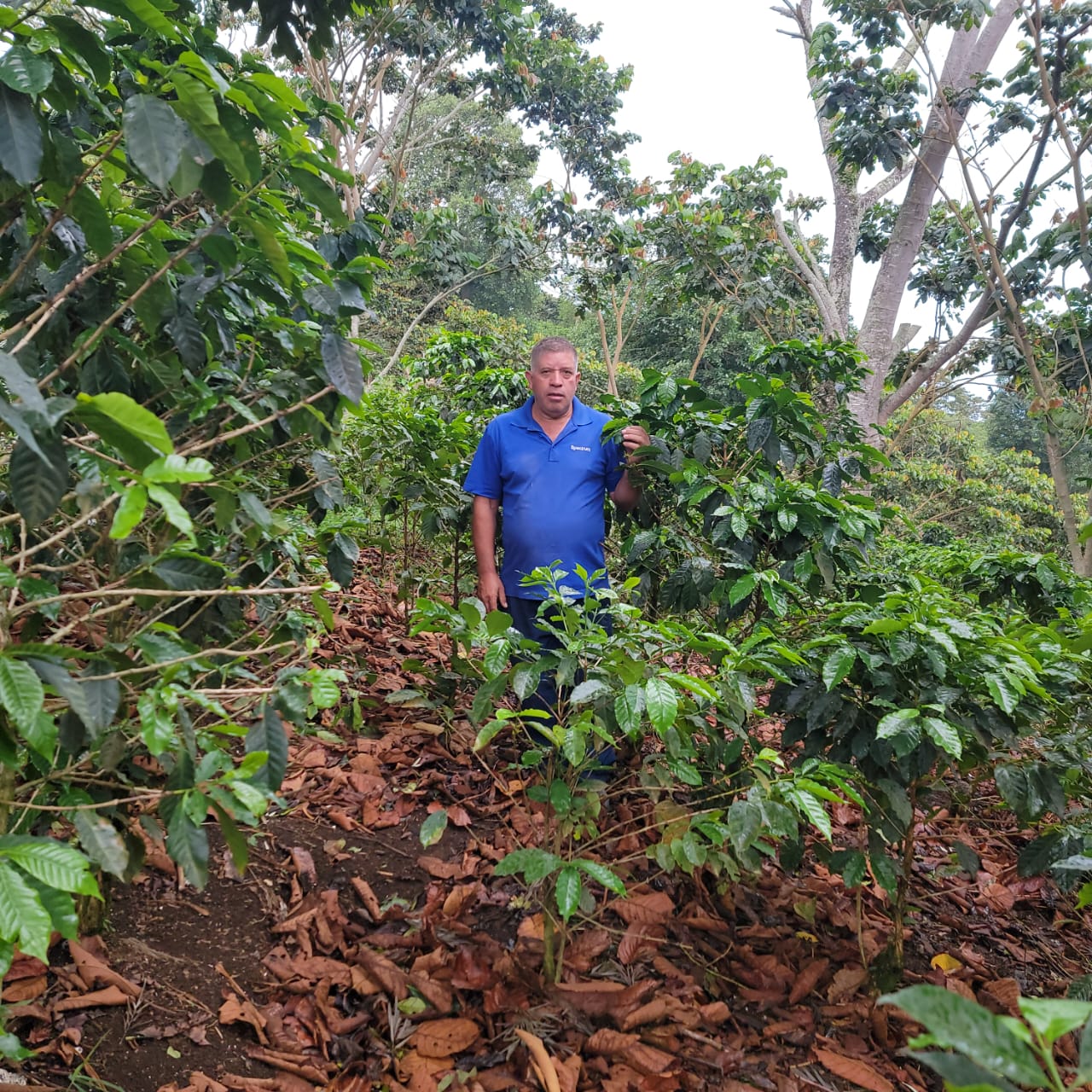 Cup Of Excellence Coffee For Sale: Honduras Geisha - Ranked #10 Best