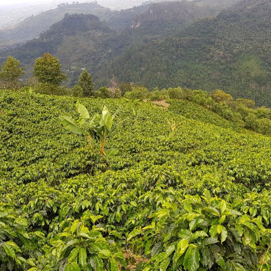 Honduran Espresso Blend Coffee + Grinder