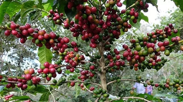 Ethiopia | Sidama Legend