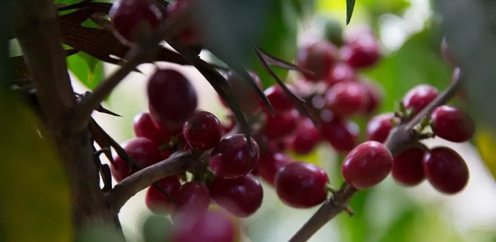 Colombia | Aromas Del Sur | Decaf